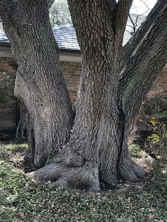 Mature heritage tree close to a Siloam property cared for by certified arborists